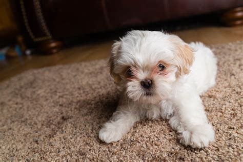 Shih Tzu - is this the right dog breed for me? / PetsPyjamas