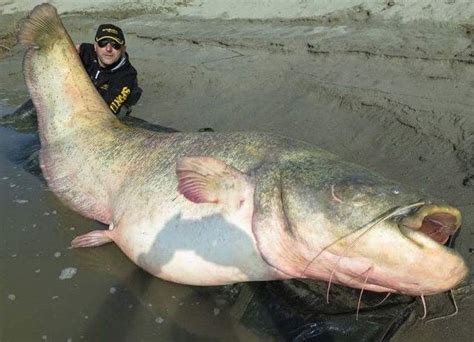 渔民捕获巨型魔鬼鱼 重达数百斤需动用推土机-青岛水族馆官方网站