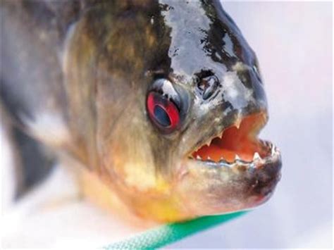 【图】食人鱼可以吃吗 食人鱼怎么吃比较好 - 装修保障网