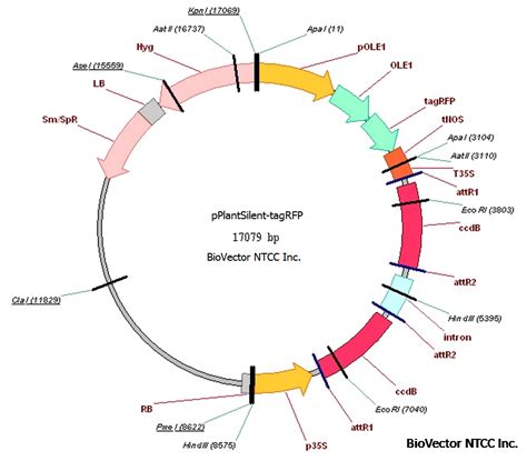 常规miRNA测序-上海天昊生物-细胞器基因组测序_微生物多样性测序_宏基因组测序_SNP分型_甲基化测序_目标区域测序