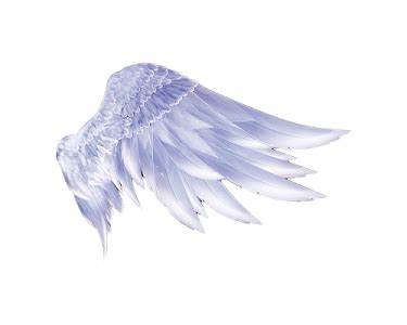 天使的翅膀图片免费下载_PNG素材_编号1xril0w01_图精灵