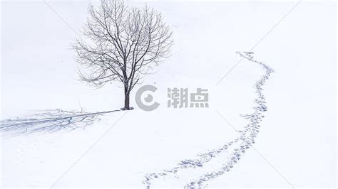 雪乡雪景孤独的树摄影图5304*2984图片素材免费下载-编号940918-潮点视频