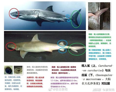 网红“提子”要吃牢饭了，警方认定她用濒危大白鲨做美食_宠界新闻