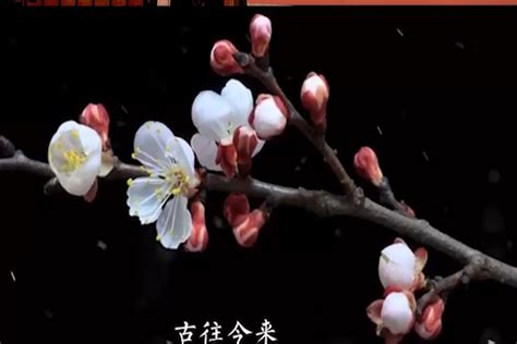 绣球花的花语是什么?绣球花的寓意和象征-花木行情-中国花木网