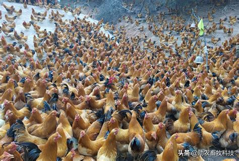 物联网技术开启精准畜禽养殖时代 - 行业新闻 - 北京东方迈德科技有限公司