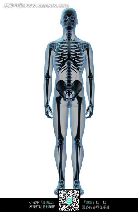 人体骨骼透视图图片免费下载_红动中国