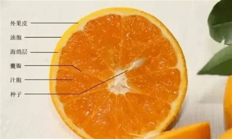 柑橘种植技术，注意要防治病虫 - 农敢网