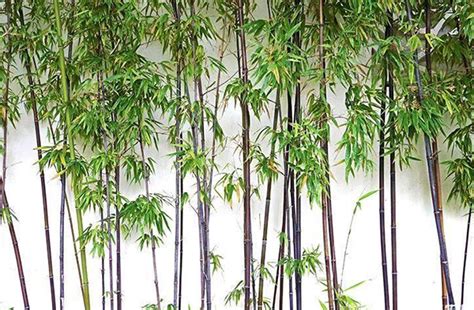 观赏最好看的竹子是什么品种,观赏竹子有哪些品种-花卉百科-绿宝园林网