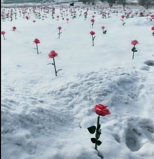 奇闻：白白的雪地里开满红艳艳的玫瑰花，走近一看，人们不淡定了|玫瑰花|雪地|花会_新浪新闻