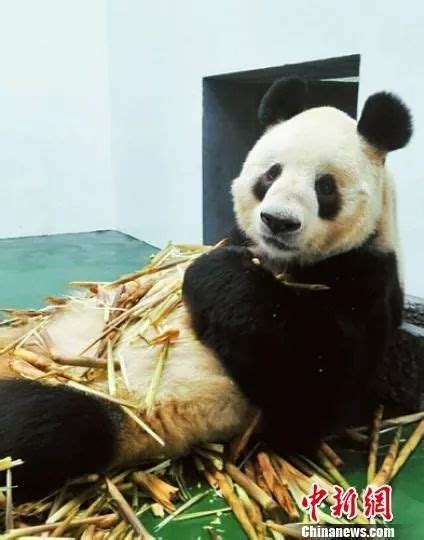 熊猫泰山，吃竹子的样子好霸气，像个老大哥！_腾讯视频