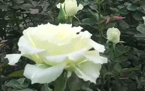 白玫瑰代表什么意思？ - 蜜源植物 - 酷蜜蜂