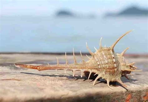 贝壳界的迷之建筑师——缀壳螺