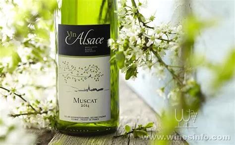 麝香葡萄(Muscat)——春天爱好者的首选:葡萄酒资讯网（www.winesinfo.com）