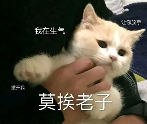 非主流叛逆猫头像