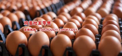 种鸡饲养-产品中心-河南万华畜牧设备有限公司