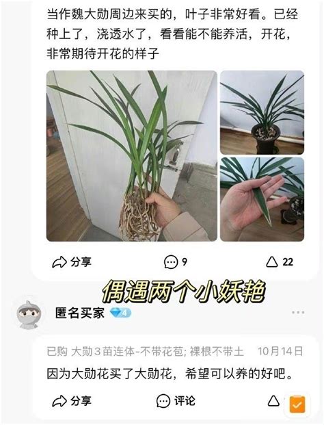 大勋花图片