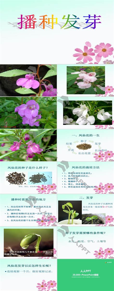 华南植物园能源植物绿玉树的组织培养研究取得进展----中国科学院
