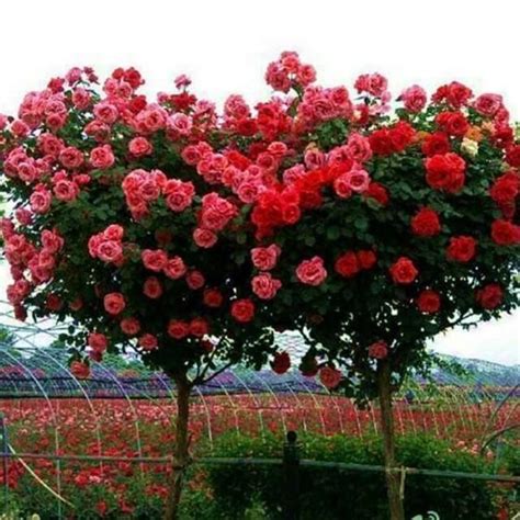秋季怎样种植玫瑰花 - 花百科