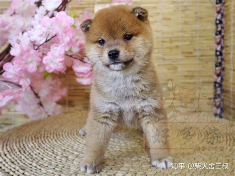 如何挑选一只纯种柴犬？主要看这几个方面 - 柴豆豆柴犬