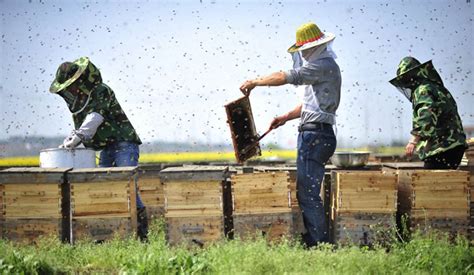 为什么中国市场真蜂蜜难买？原因复杂 消费者也负有一定责任_买蜂蜜