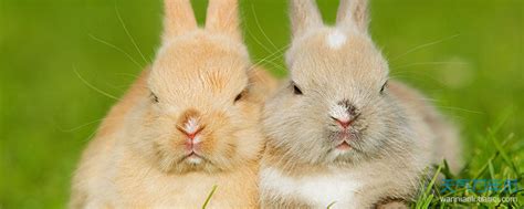 生肖兔和生肖狗差几岁 属兔比属狗大多少岁 - 万年历