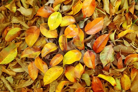 秋天的落叶飘落满地金色的树叶纹理高清图片下载-正版图片501061958-摄图网