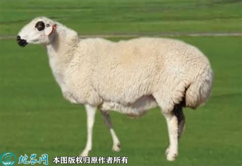 牧羊的在村旁泉地各种羊高清图片下载-正版图片307087789-摄图网