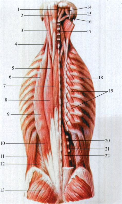 图64 背部的肌肉和神经(三)-基础医学-医学