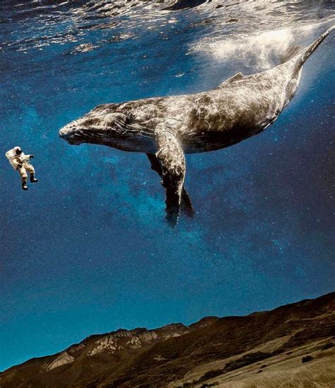 宇航员与鲸鱼,鲸鱼,大鲸鱼(第2页)_大山谷图库