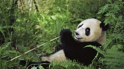 高清晰国宝动物-熊猫壁纸