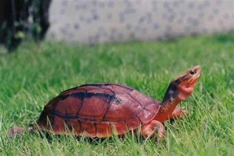 中国十大名贵乌龟 金钱龟上榜，第一被誉为“千年神龟”_排行榜123网