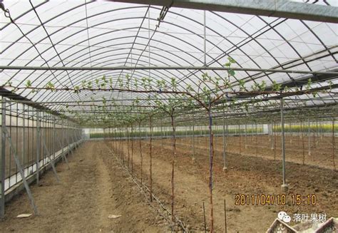 葡萄种植技术，适宜在肥沃的沙壤土中种植 - 农敢网