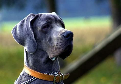 最英俊的大型犬,帅气的大型犬品种(第13页)_大山谷图库
