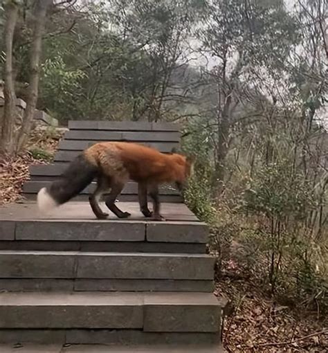 浙江杭州，市民爬山偶遇赤狐“引路”，有关部门：可能是弃养，此前已救助过__财经头条