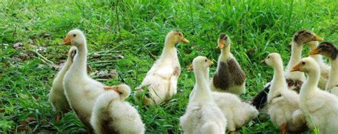 肉鸭养殖成本和利润，附养殖中期成本分析-农百科
