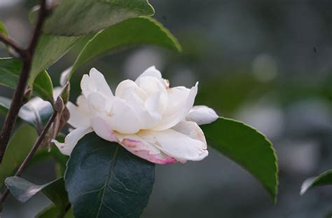 山茶花的花语是什么，代表着理想的爱、谦让、可爱 —【发财农业网】