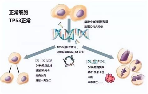 怎样看懂一份基因检测报告：给体细胞突变分个类_临床_肿瘤_变异