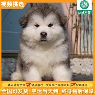 出售熊版阿拉斯加活体幼犬雪橇三傻大型犬宠物犬宠物狗大小狗活物-阿里巴巴