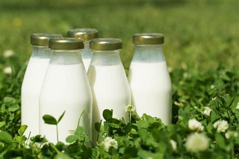 Milk continues to be the most popular dairy product | Dairy Foods