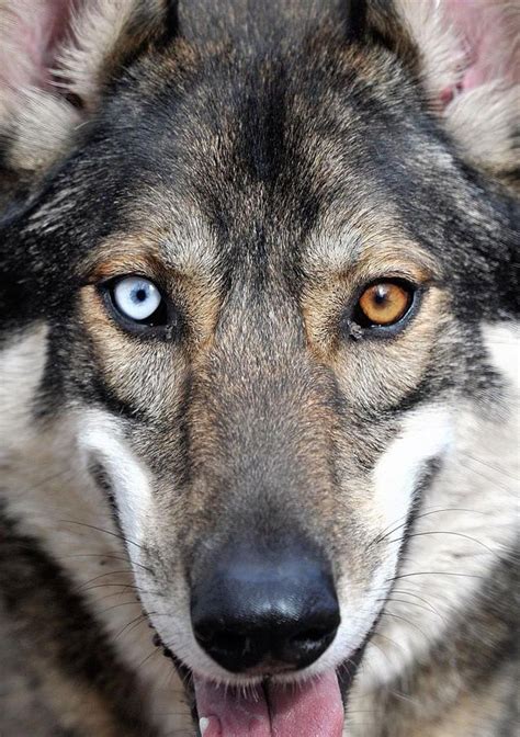 狼和狗的区别到底在哪里（狗和狼有什么不同？区别可大了，就看这几点） | 说明书网
