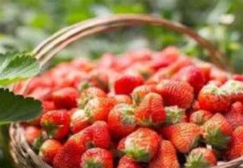 简阳金马草莓:成都简阳金马镇特产草莓,产地农产品草莓_四川产地宝