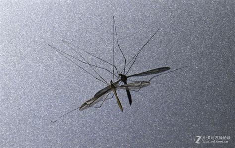 超大蚊子-中关村在线摄影论坛