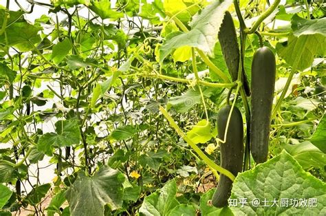秋黄瓜的种植时间及注意事项