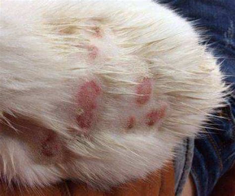 猫咪爪垫干燥开裂，频繁舔舐、当心可能是爪部皮炎！ - 知乎