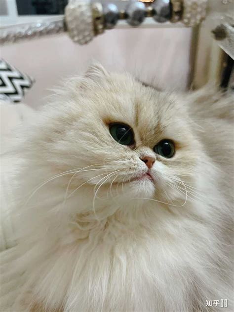 最漂亮的猫_世界上最漂亮的猫 图片 蛋蛋赞_排行榜