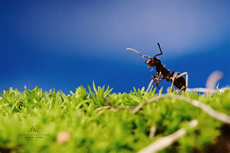 绿草上的蚂蚁高清图片下载-正版图片503273199-摄图网