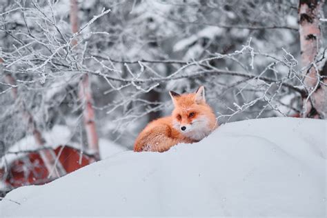 【赛里木湖的狐狸摄影图片】生态摄影_太平洋电脑网摄影部落