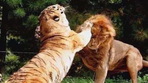 狮子大战老虎，老虎刚一出手，就知道结局很可爱！_腾讯视频