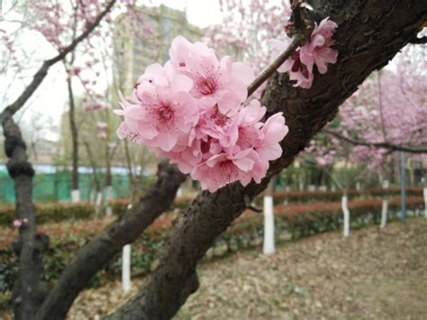 春“花”烂漫的河南博物院