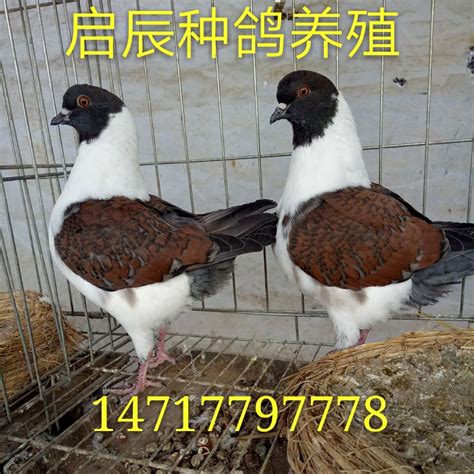 高飞观赏鸽品种大全图片_种鸽_山东大型养殖场